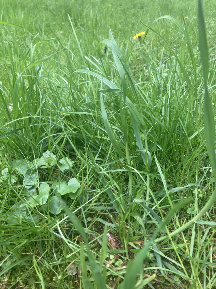 Działka budowlana – Konstancin/Czarnów – 2066m2